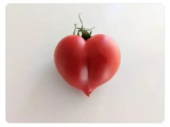 Is *Funny Image Caption Collection* Worth Reading? Understand Its Content Density in One Article