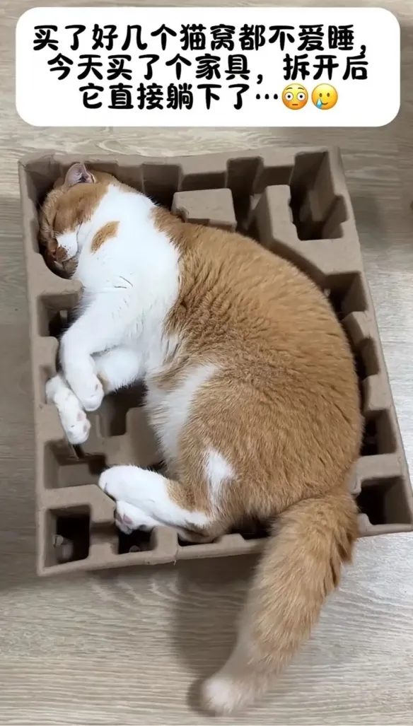Why 24 Images from "A Collection of Funny Pictures at a Glance" Are So Addictively Unstoppable