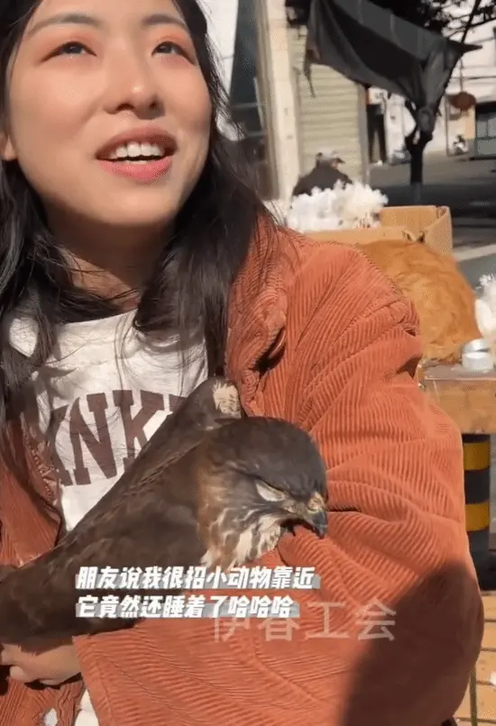 Has *Falconry Simulator* become reality? It's truly rare for a peregrine falcon to主动扑怀