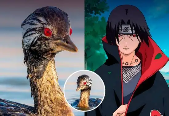 *Naruto* Comes to Life? This baby bird’s red eyes are absolutely scene-stealing