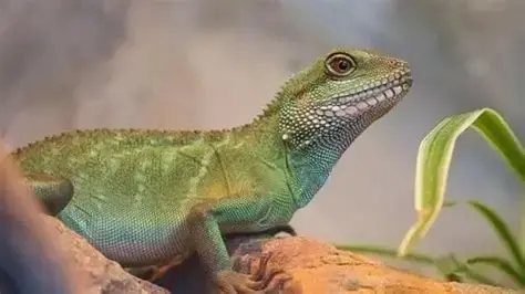 *Monster Hunter* Left Me Stunned! The long-maned lizard waving its hand was actually begging for mercy