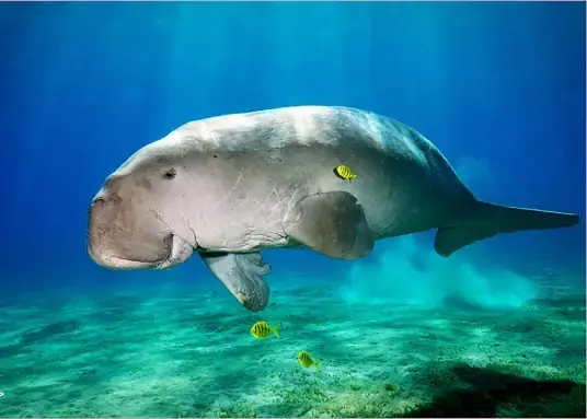 50,000 baht bounty to catch the killer! What’s even more heartbreaking behind the beheading of *Dugong*