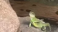 *The Social Butterfly Lizard* has gone viral! But the moment it waved, I felt a little sad.